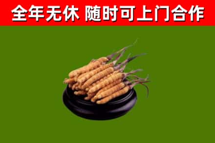 津南区回收冬虫夏草