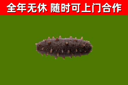 津南区回收海参干